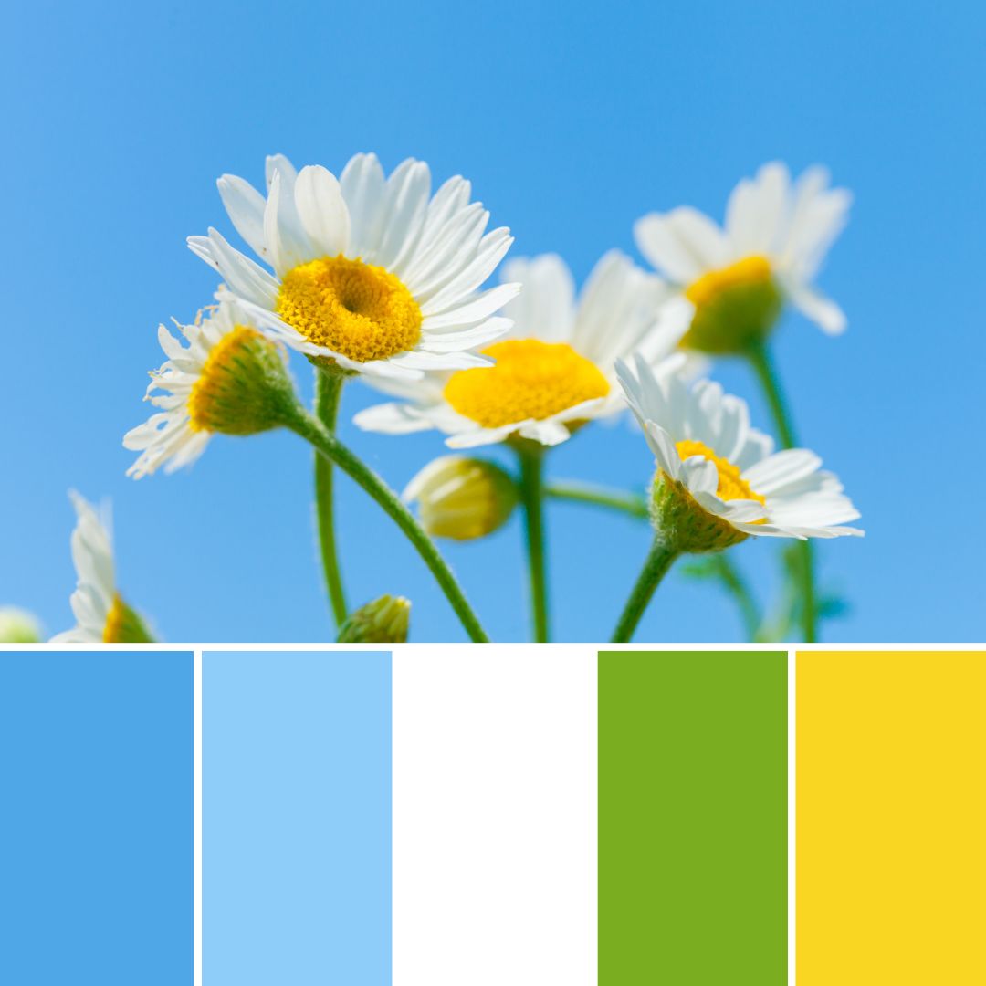 Himmlische Margriten