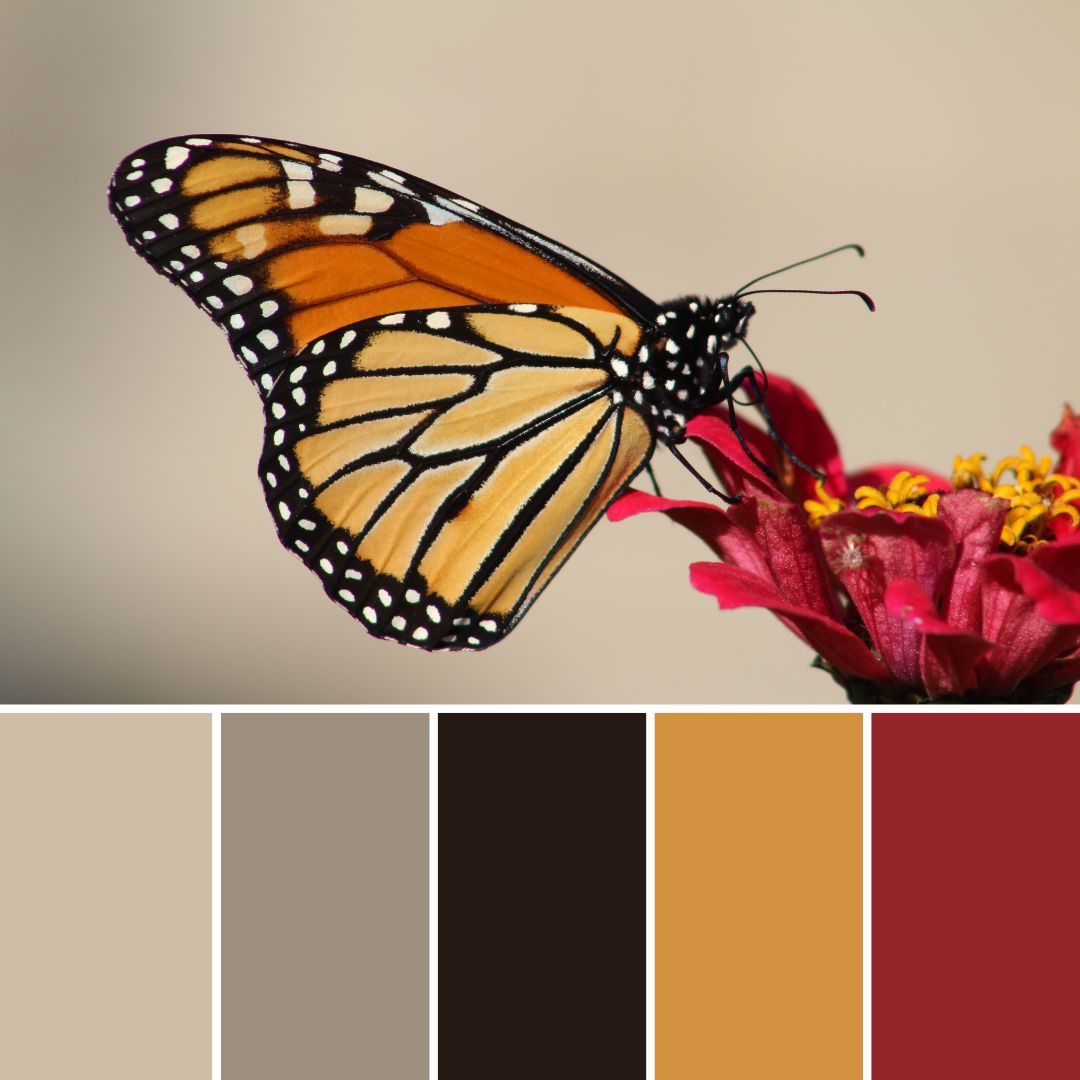 Schmertterling Mit Roter Blte