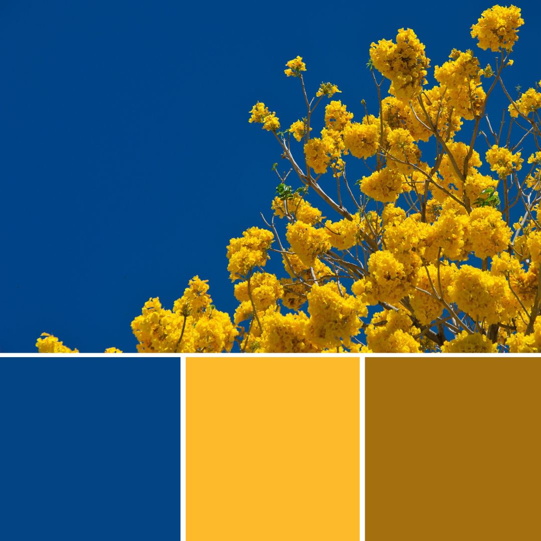 Gelbe Blumen Blauer Himmel